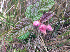 Rubus acanthophyllos