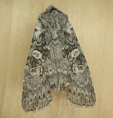 Lithophane pertorrida