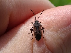 Rhyparochromus