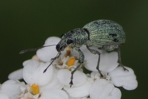 Eusomus ovulum