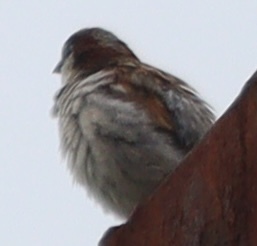 House Sparrow