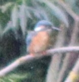 Common Kingfisher