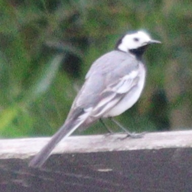White Wagtail
