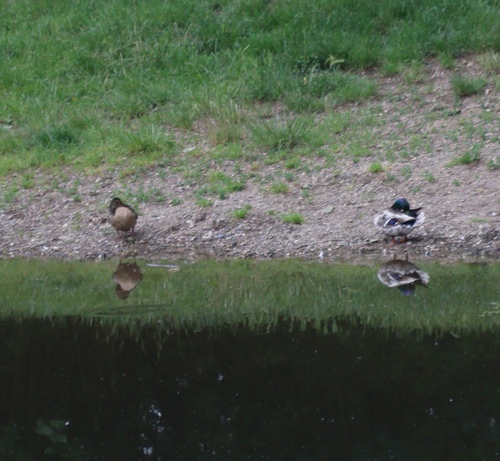 Mallard