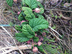 Rubus acanthophyllos