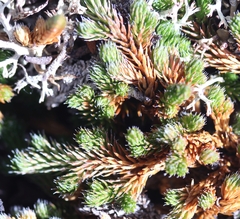 Selaginella sibirica
