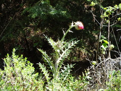 Cirsium ehrenbergii