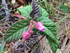 Rubus acanthophyllos