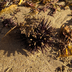 Strongylocentrotus