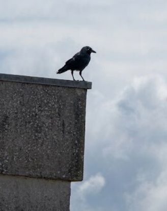 Eurasian Jackdaw