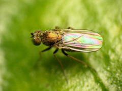 Diaphorinae