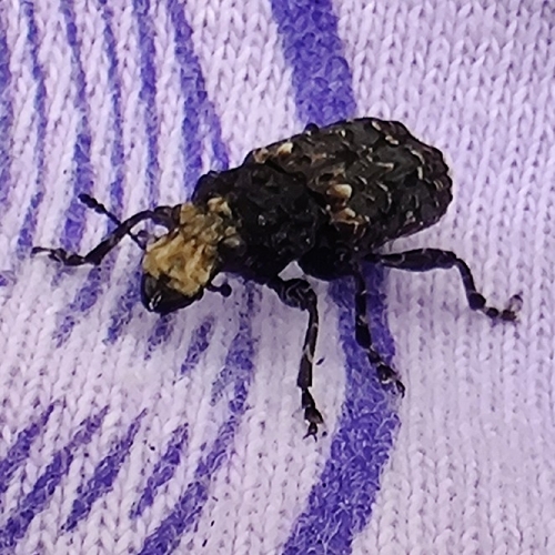 Resin Weevil
