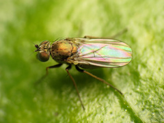 Diaphorinae