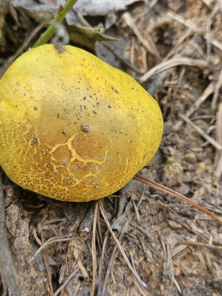 powdery sulfur bolete · June 2026 · photo: Photo: (c) willingarden, some rights reserved (CC BY) · iNaturalist