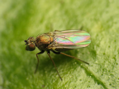 Diaphorinae