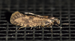 Cephitinea obscurostrigella