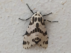 Hypercompe cotyora