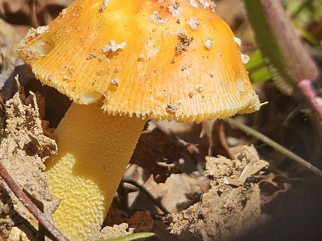 False Caesar's Mushroom · June 2026 · photo: Photo: (c) willingarden, some rights reserved (CC BY) · iNaturalist