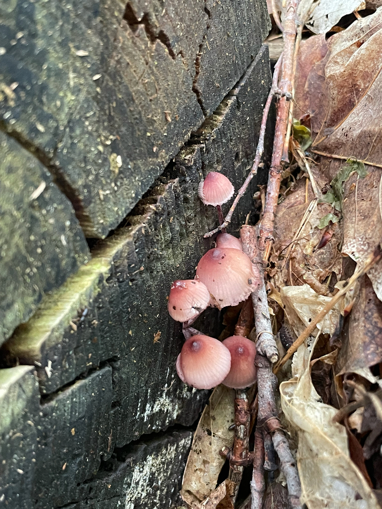 Bleeding Fairy Helmet · June 2026 · photo: Photo: (c) nuthatchnicole, some rights reserved (CC BY) · iNaturalist