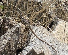 Crotaphytus vestigium