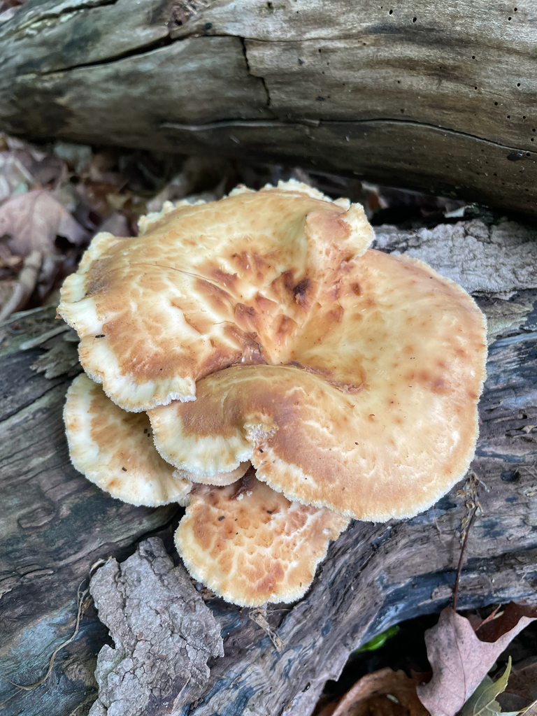Polyporus fagicola