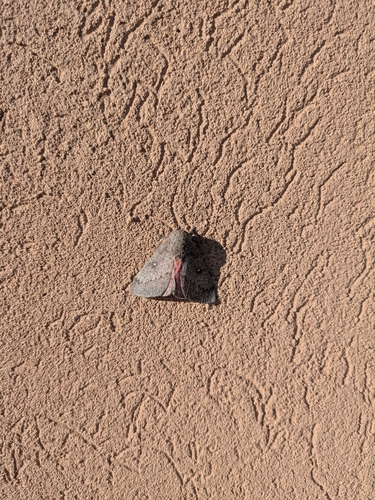 Hubbard's Silk Moth