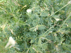 Vicia lutea, photograph author not stated, no rights reserved
