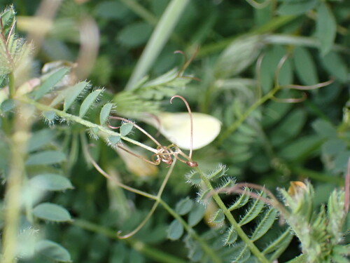 Vicia lutea, photograph 3