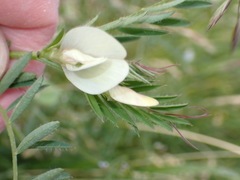 Vicia lutea, photograph author not stated, no rights reserved