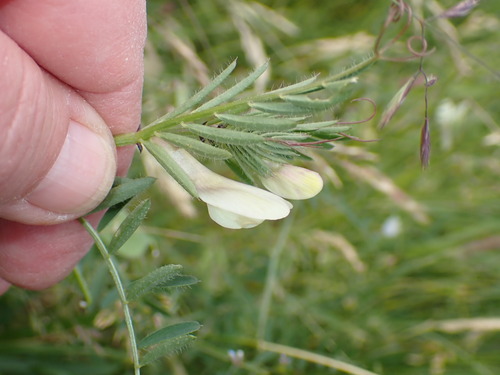 Vicia lutea, photograph 4