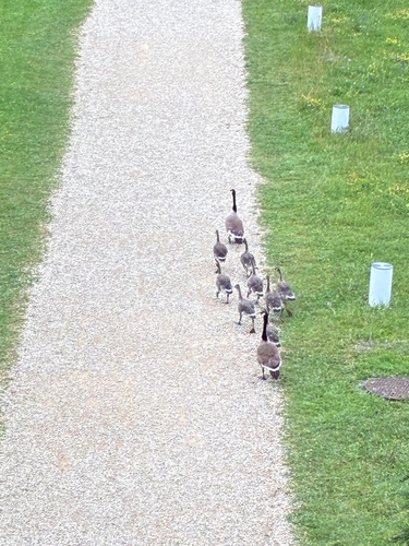 Canada Goose