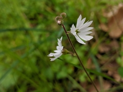 Lithophragma parviflorum
