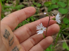 Lithophragma parviflorum