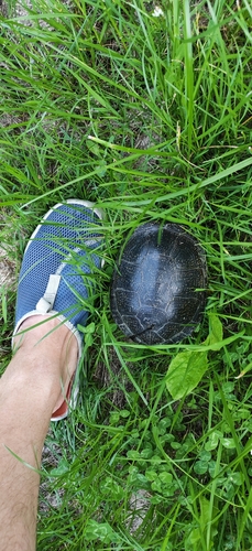 European Pond Turtle