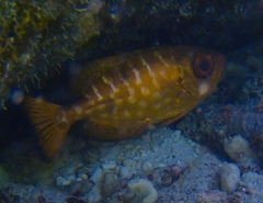 Heteropriacanthus cruentatus