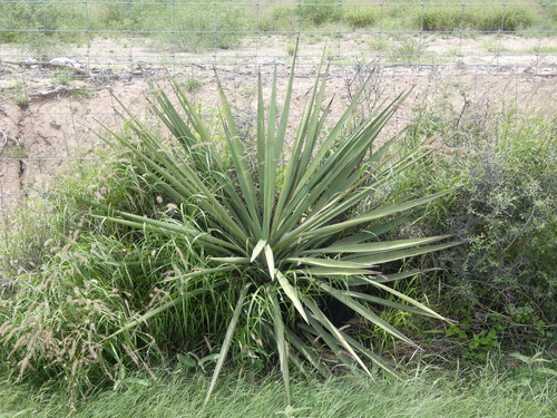 Spanish dagger