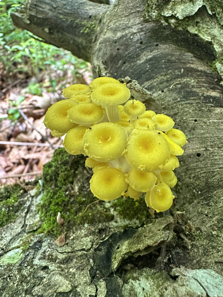 Golden Oyster Mushroom · June 2026 · photo: Photo: (c) Peter Quakenbush, some rights reserved (CC BY) · iNaturalist