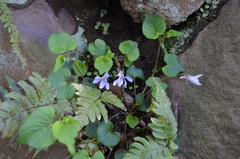 Viola grypoceras grypoceras
