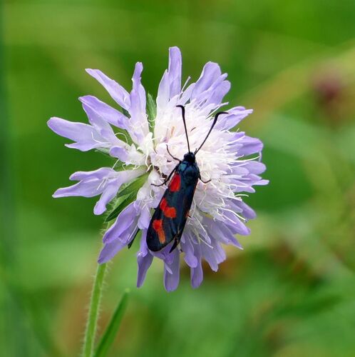 Six-spot Burnet