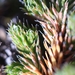 Siberian Spikemoss - Photo (c) M. Torre Jorgenson, some rights reserved (CC BY-NC), uploaded by M. Torre Jorgenson