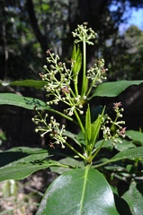 Aucuba japonica