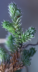 Selaginella sibirica