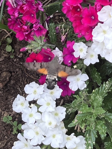 Eurasian Hummingbird Hawkmoth