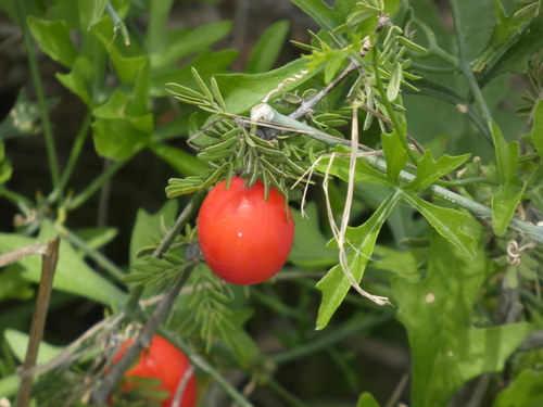 Slimlobe Globeberry