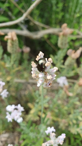 Rosemary Beetle