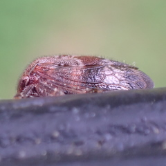 Ophiderma salamandra