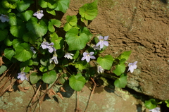 Viola grypoceras grypoceras