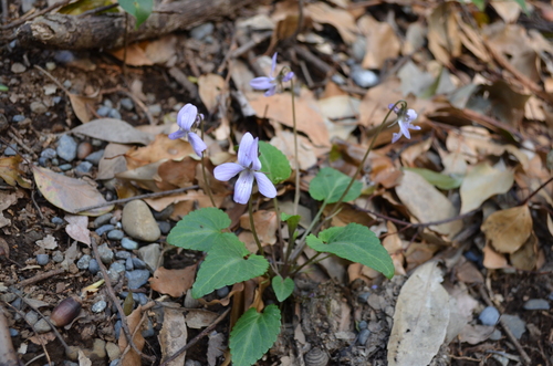 Image of Viola japonica by (c) Jason Grant, some rights reserved (CC BY)