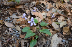 Viola japonica