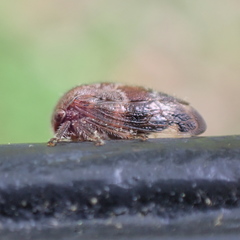 Ophiderma salamandra